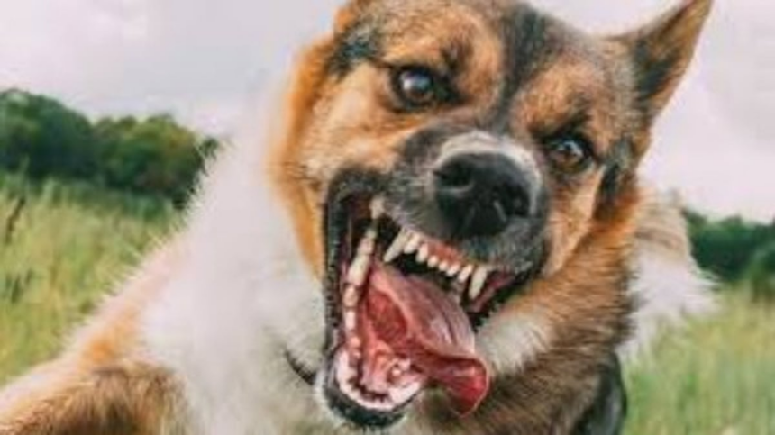 Horrendous! Bhivpachi
Garaz Asa