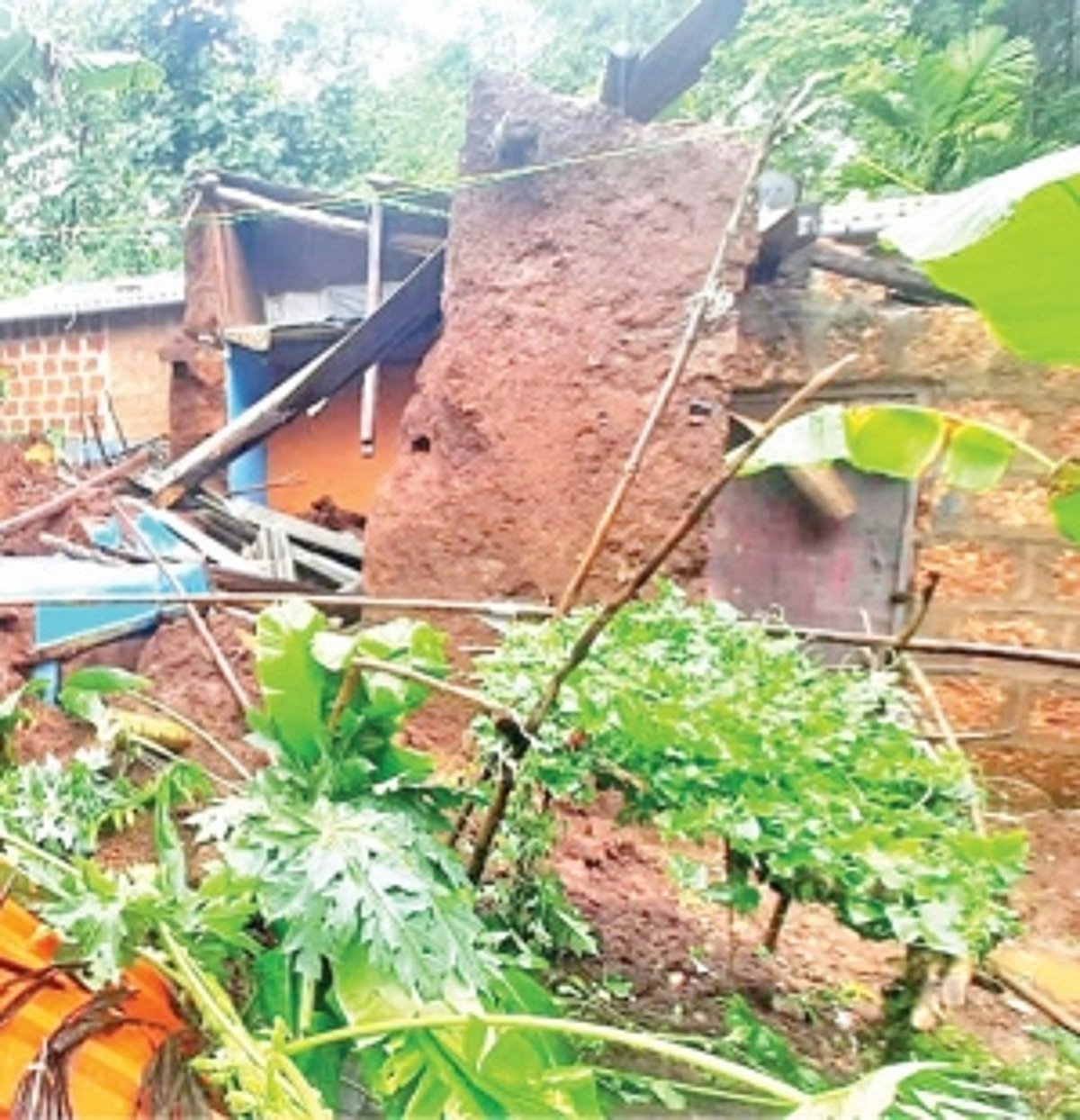 House damaged   in tree fall