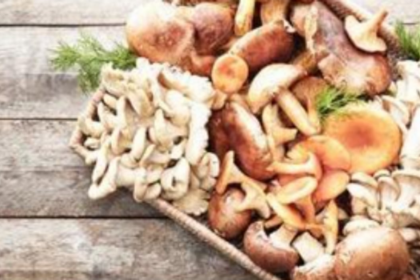 Household initiatives for wealth & jobs