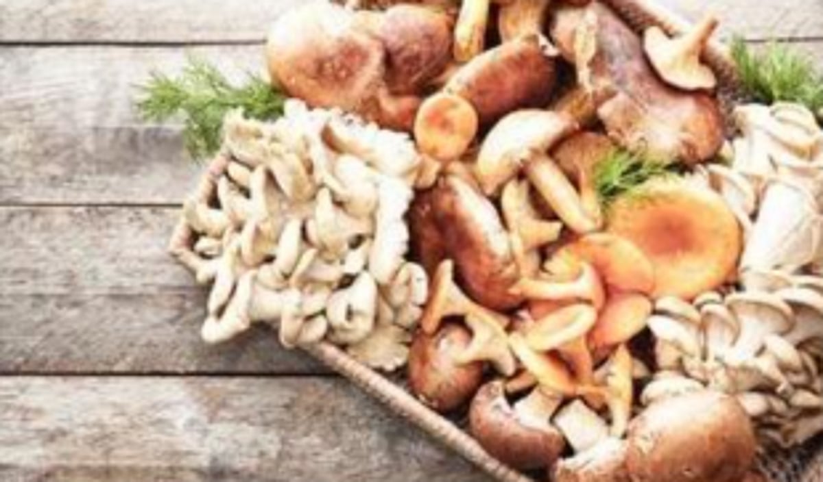 Household initiatives for wealth & jobs