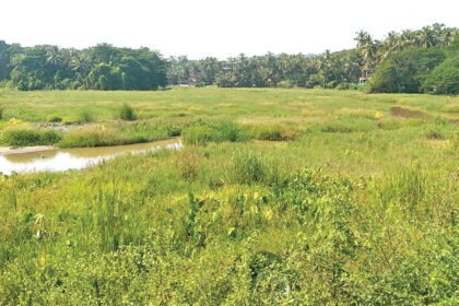 How long will the government abandon fields in Siolim-Sodiem?