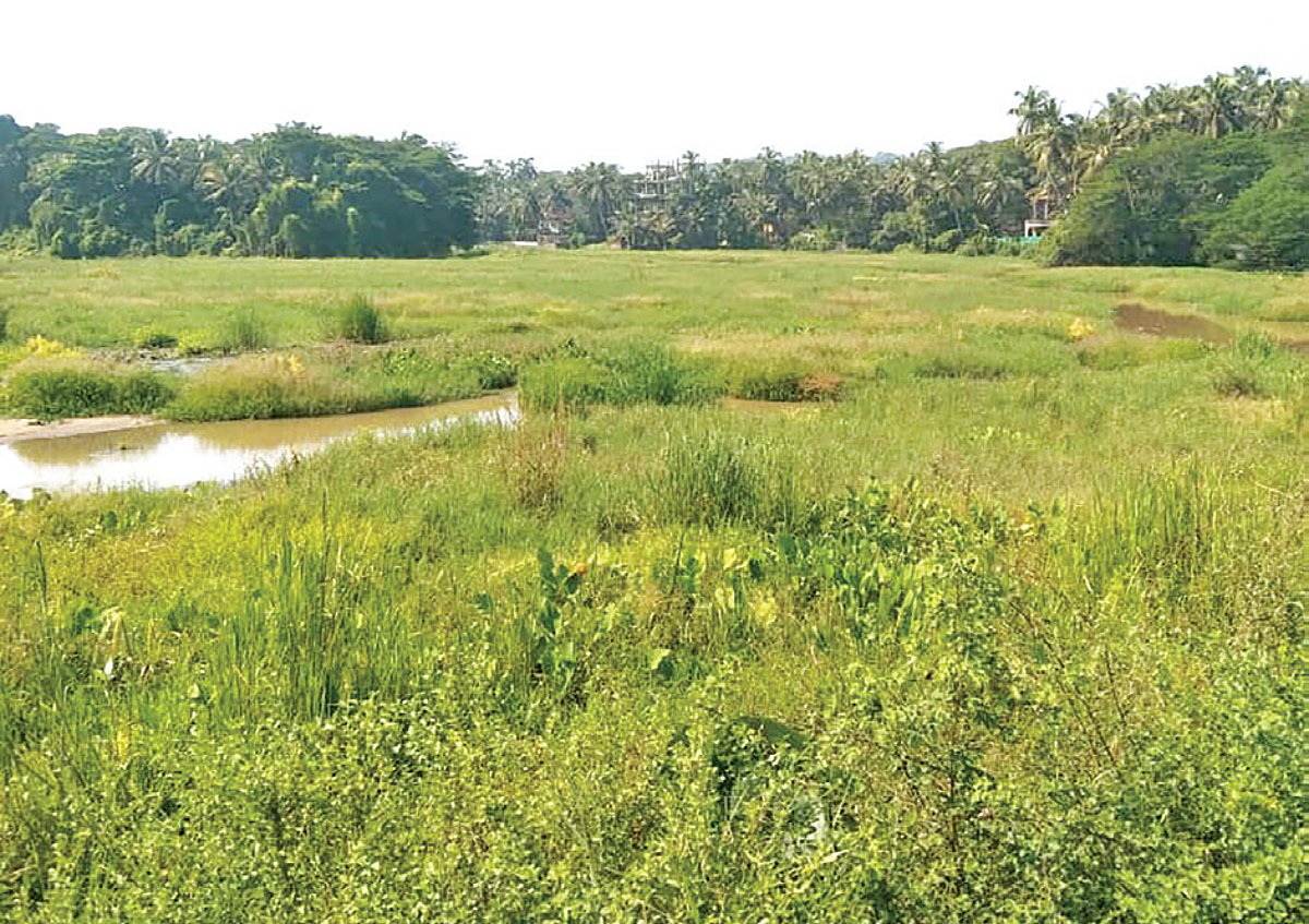 How long will the government abandon fields in Siolim-Sodiem?