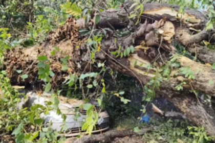 Huge Mango Tree Falls on Road Damages Car and House Compound at Siolim