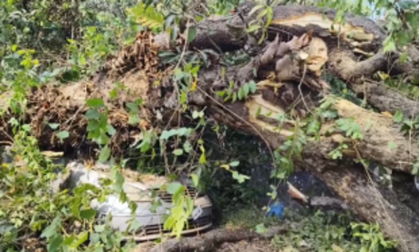 Huge Mango Tree Falls on Road Damages Car and House Compound at Siolim
