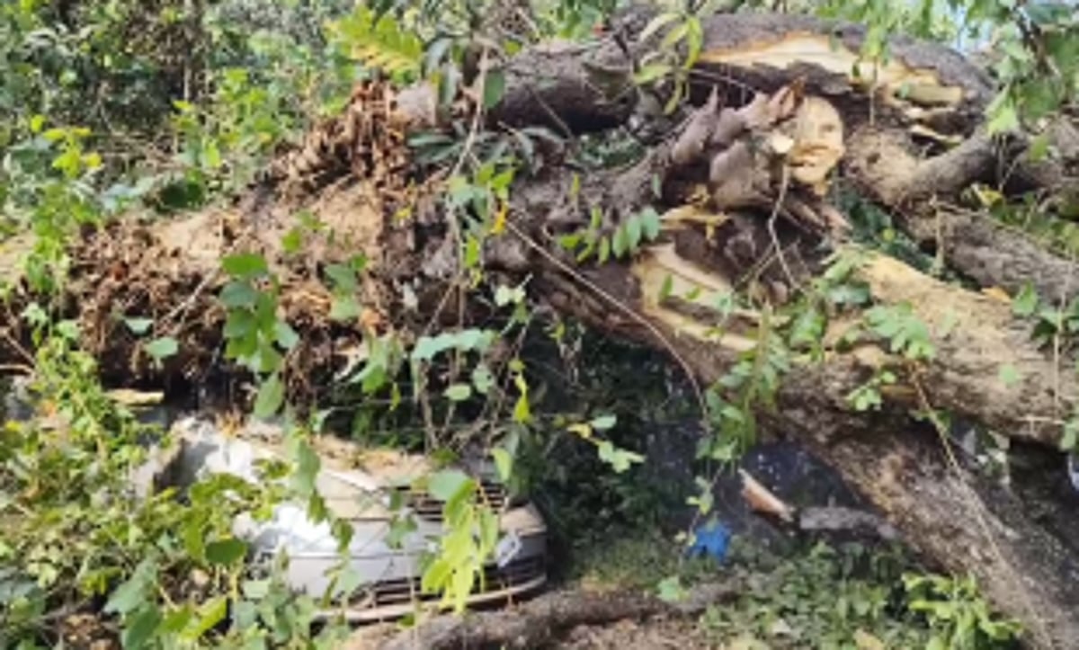 Huge Mango Tree Falls on Road Damages Car and House Compound at Siolim
