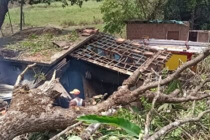 Huge Mango tree collapses on a house at Bodiem, Thivim Mapusa; one sustained injuries