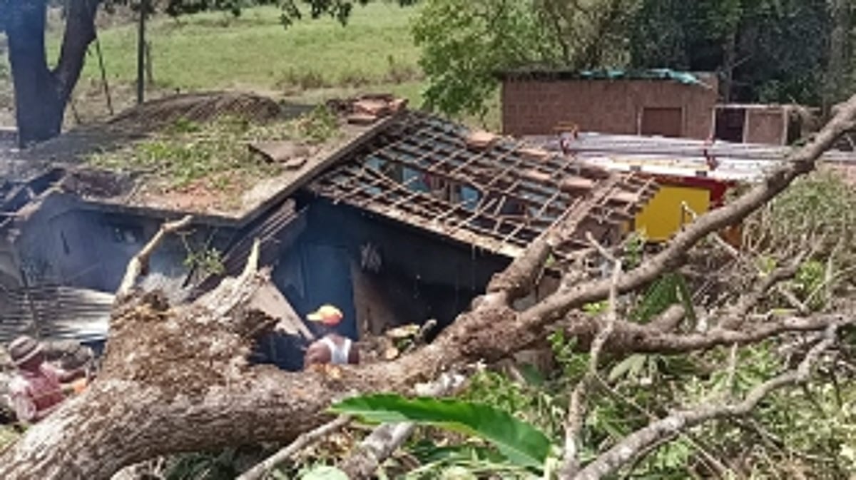 Huge Mango tree collapses on a house at Bodiem, Thivim Mapusa; one sustained injuries