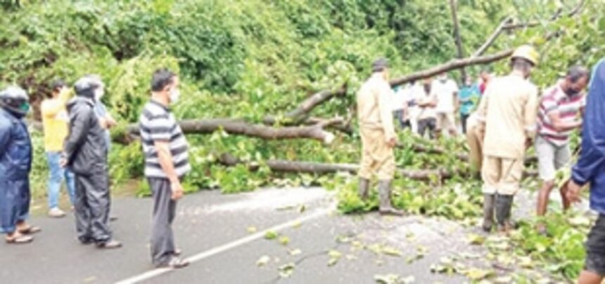 Huge tree fall blocks Curchorem to Sanguem road, halts traffic movement