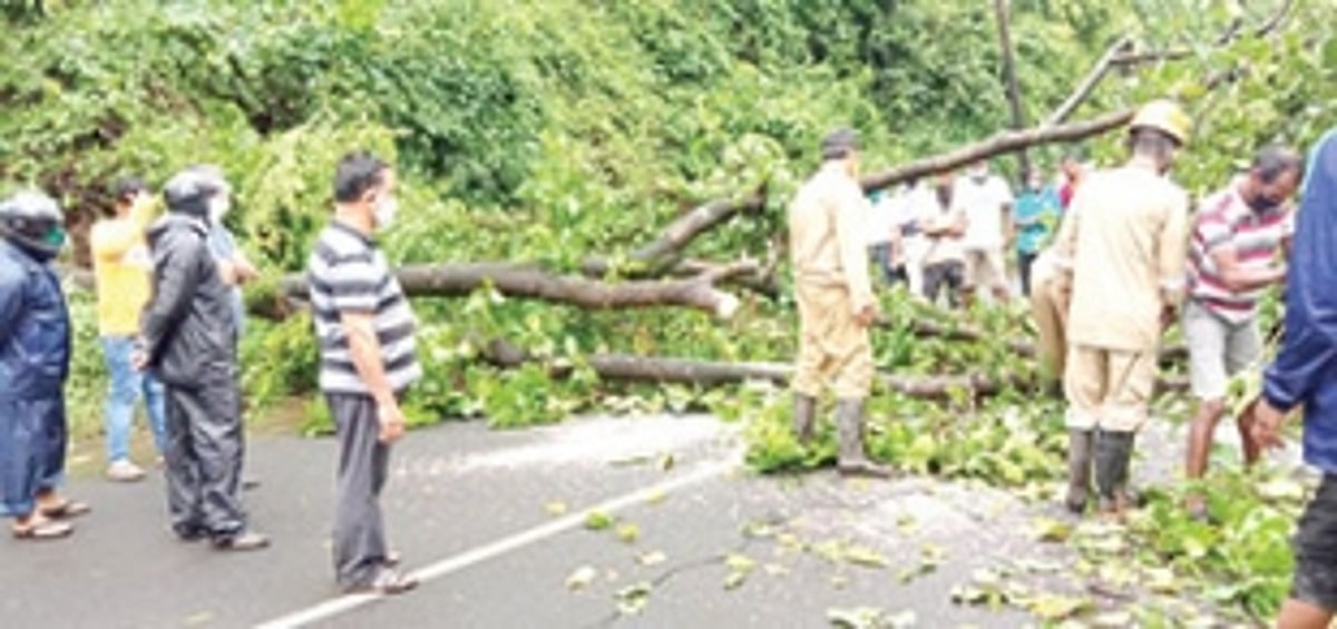 Huge tree fall blocks Curchorem to Sanguem road, halts traffic movement