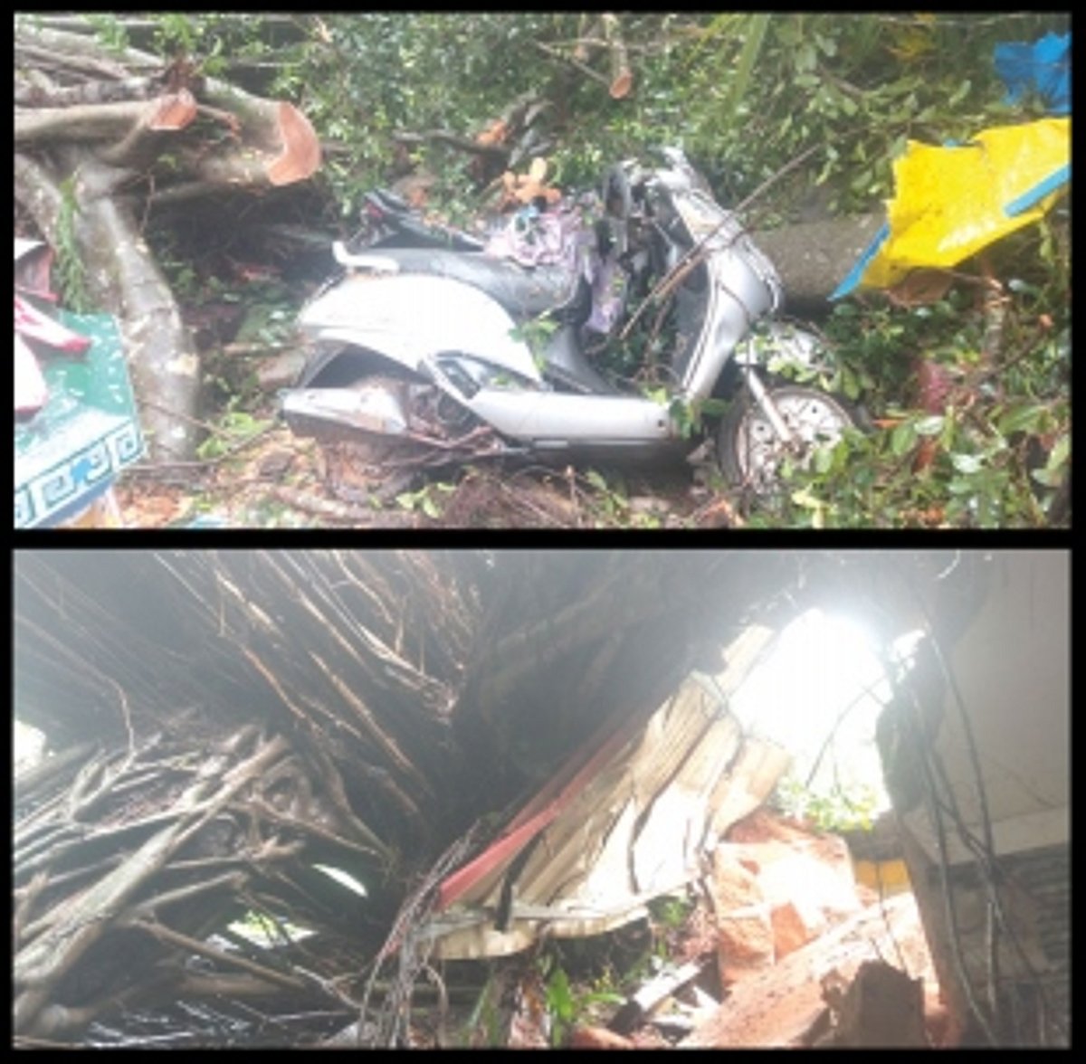 Huge tree uproots at Kaswada-Talaulim, damages four houses, two bikes