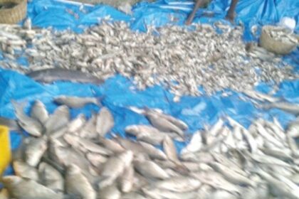 Hundreds flock to Curtorim to buy freshwater fish