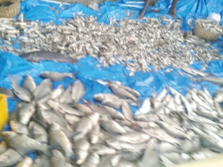 Hundreds flock to Curtorim to buy freshwater fish