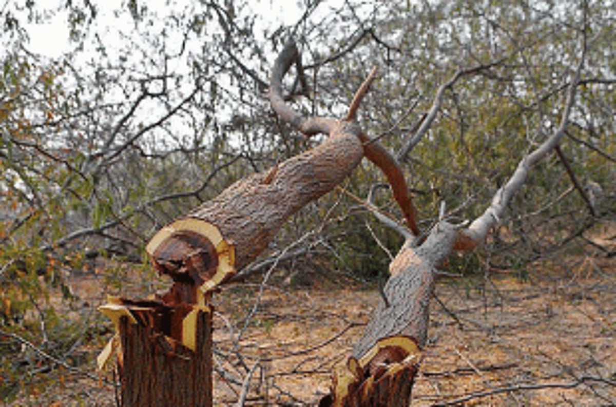 Hundreds of fruit-bearing trees bulldozed for Mopa link road