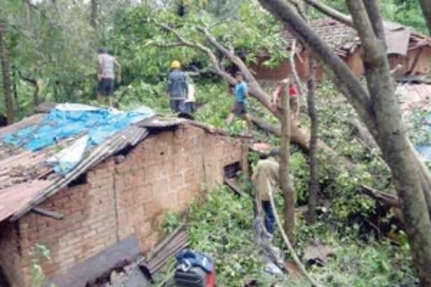 Hundreds of trees crash, power lines snap as rains lash Talule