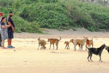 Hungry stray dogs attack people at Arambol beach