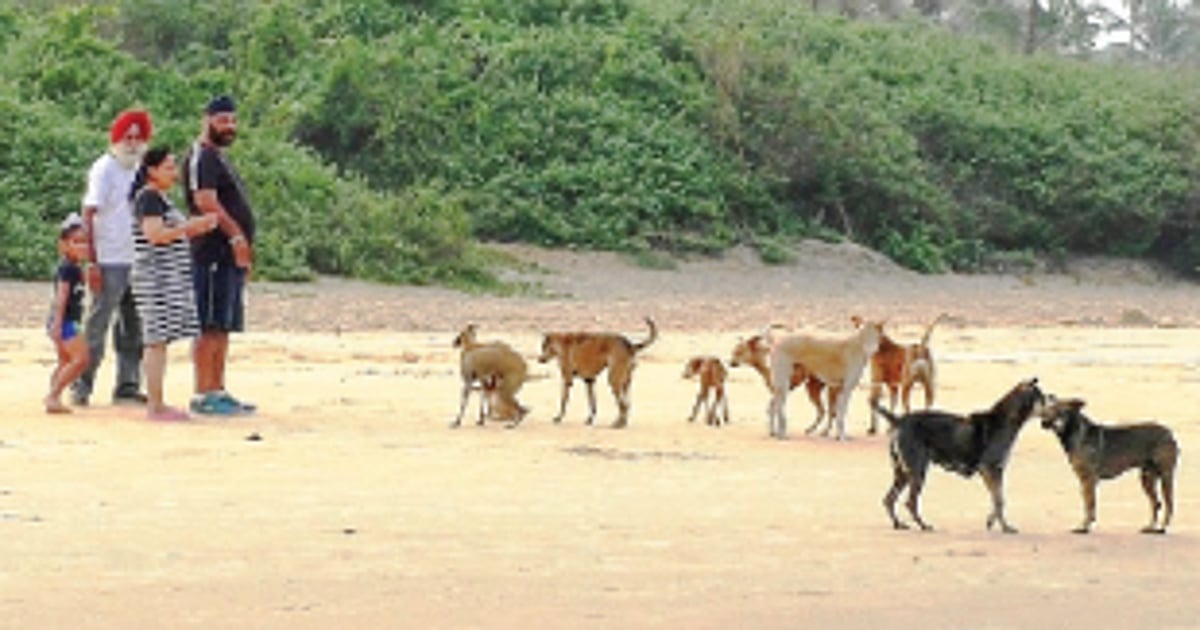 Hungry stray dogs attack people at Arambol beach