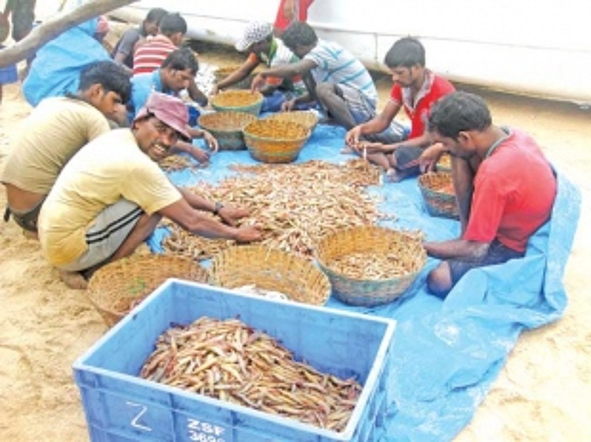 Hunt for the prized solar shrimp begins