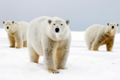 Hunting behaviour of polar bears is changing due to global warming