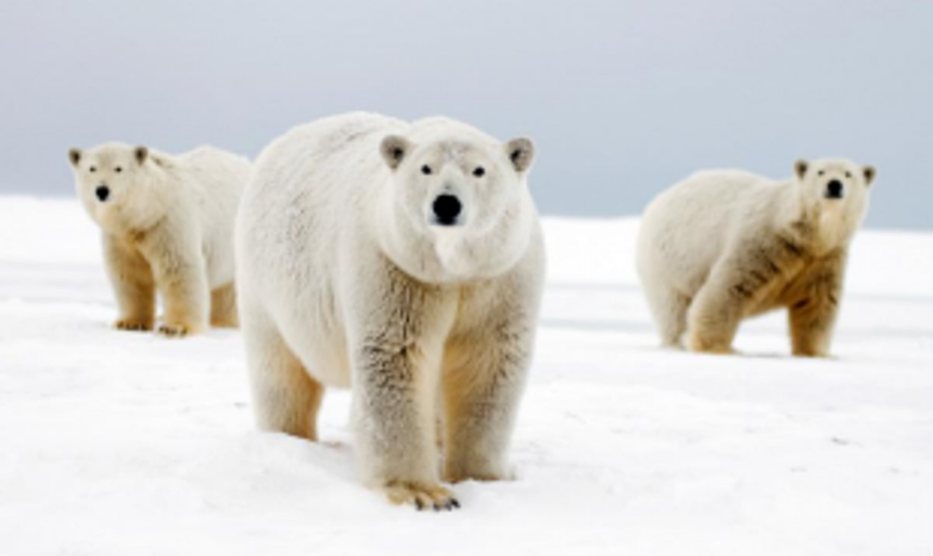 Hunting behaviour of polar bears is changing due to global warming