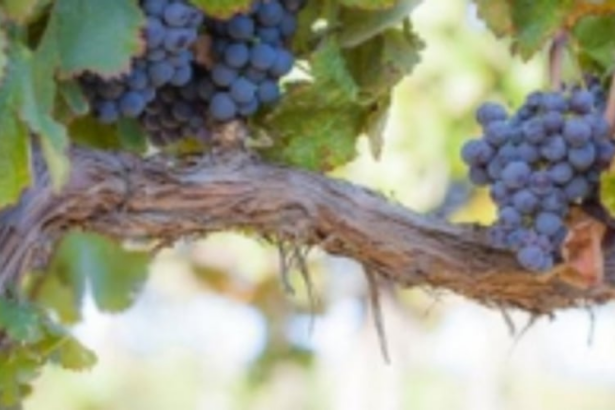 “I AM THE VINE, YOU   ARE THE BRANCHES....”