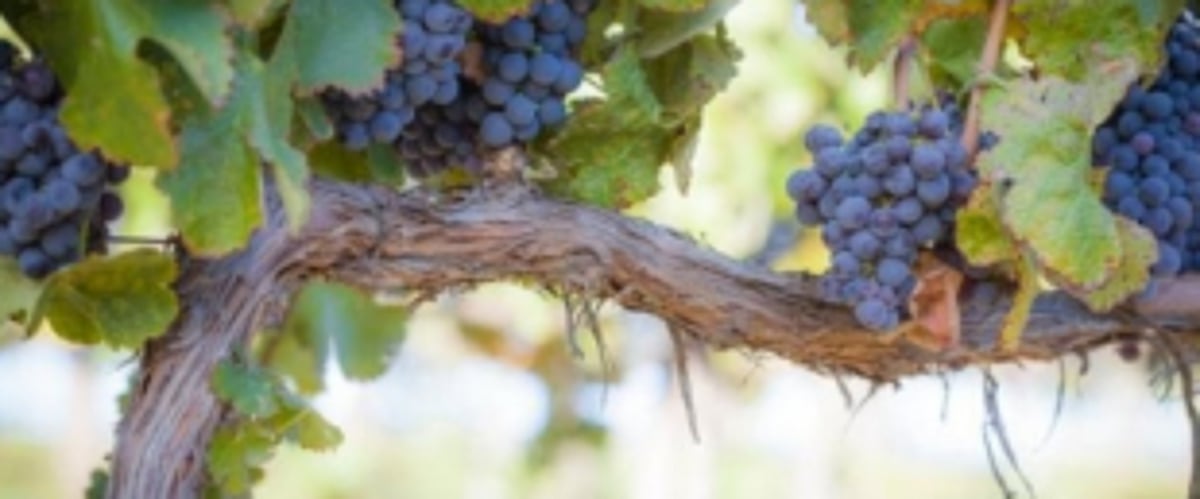 “I AM THE VINE, YOU   ARE THE BRANCHES....”