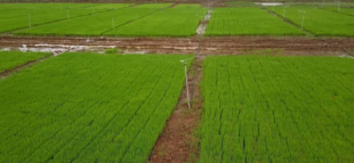 ICAR, KVK to jointly work on 5-year agriculture action plan