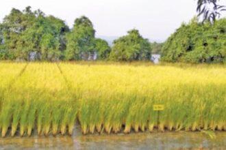 ICAR starts work on climate  resilient agriculture