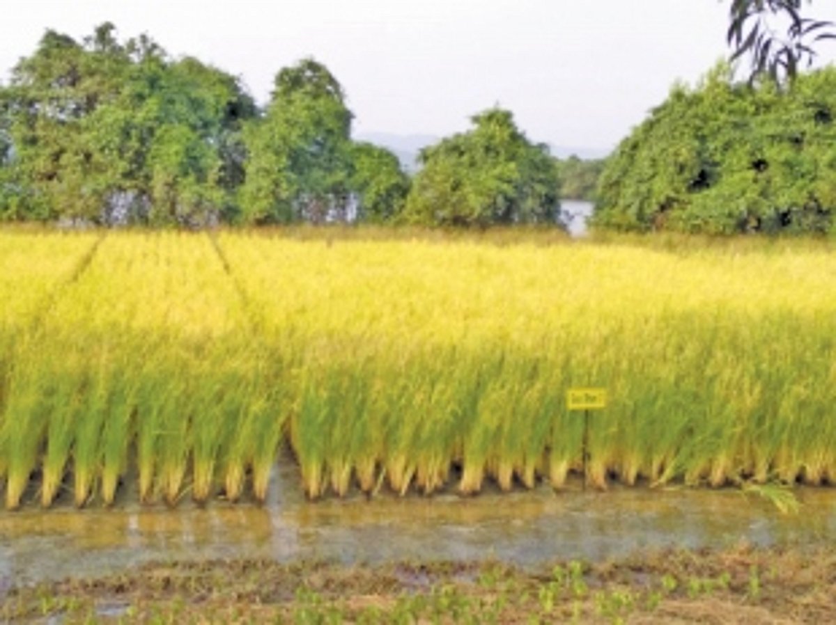 ICAR starts work on climate  resilient agriculture