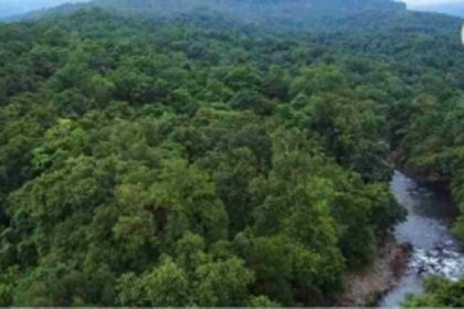 IN THE WOODS: Forest dept faces a near impossible task of geo-tagging nearly 15 lakh trees per day