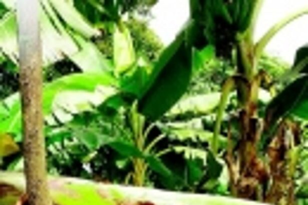 Ibrampur’s banana entrepreneur  Darshana Naik bats for local produce