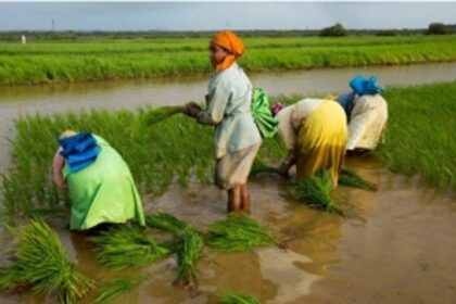 If Khazans will be lost while constructing the new Borim Bridge, what is the solution to this?