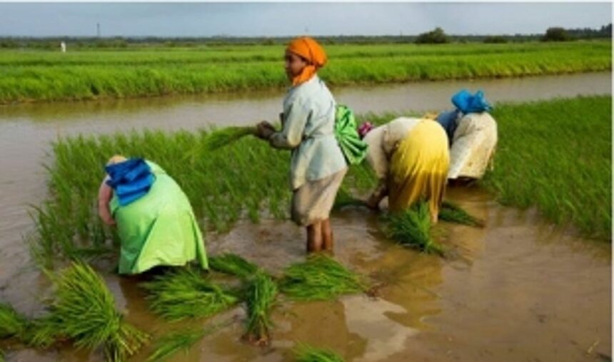 If Khazans will be lost while constructing the new Borim Bridge, what is the solution to this?