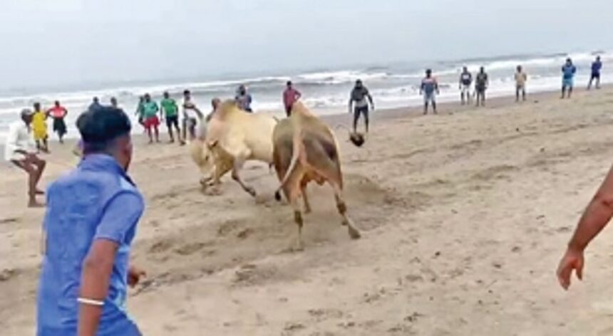 Illegal bullfights go on in Pernem despite ban