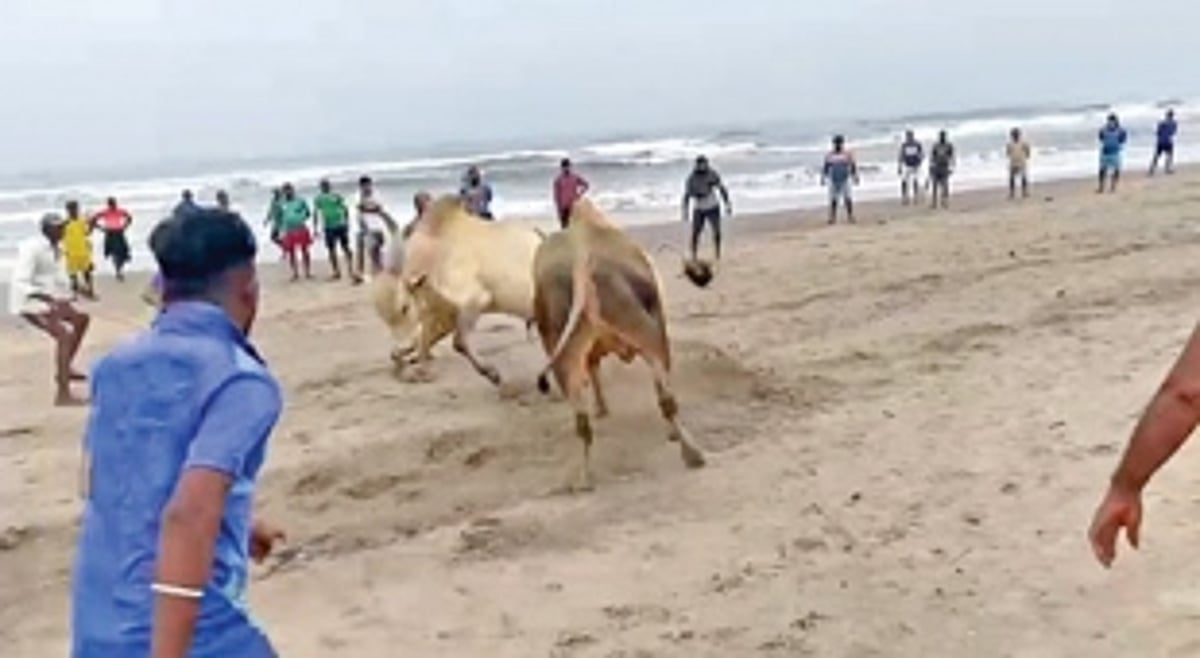 Illegal bullfights go on in Pernem despite ban