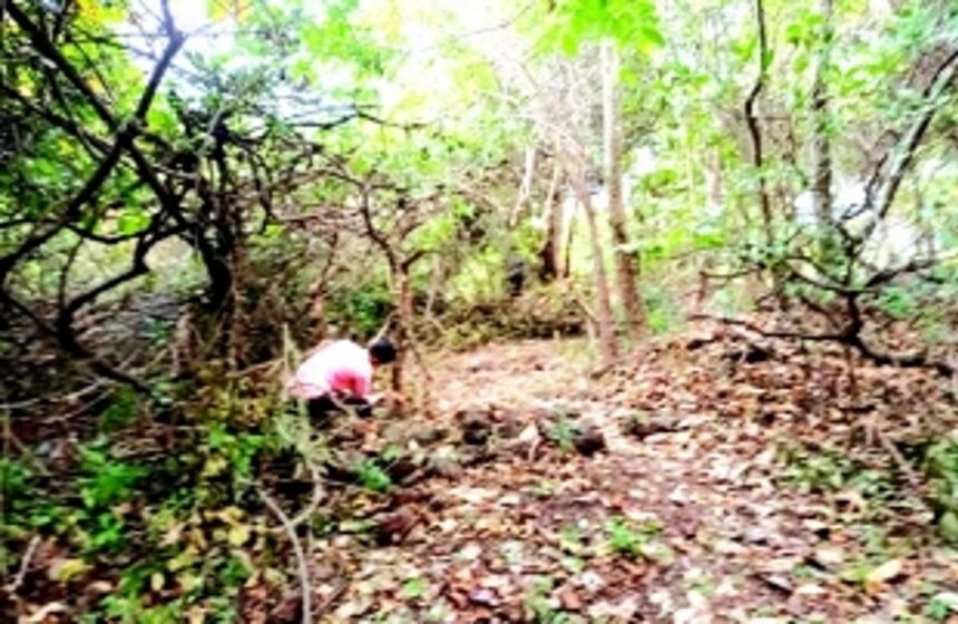 Illegal cutting of trees continues at Sinquerim even after plaint 1 Illegal cutting of trees continues at Sinquerim even after plaint