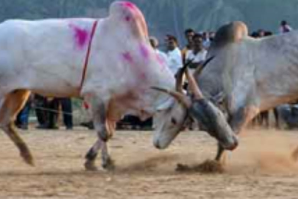 Illegal dhirios continue with  political patronage in Salcete