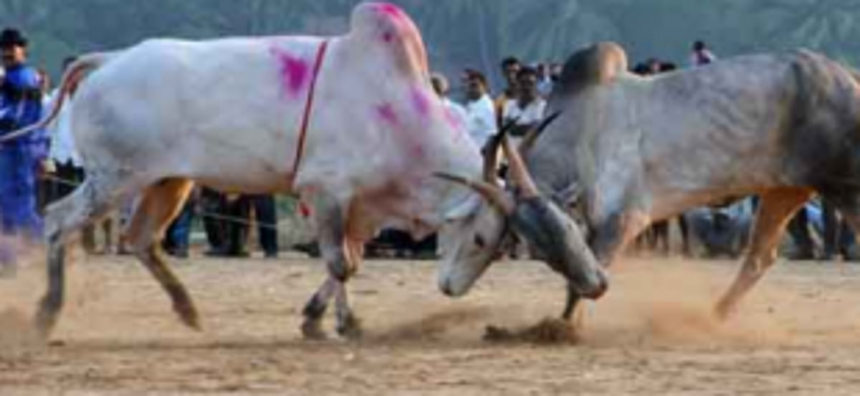 Illegal dhirios continue with  political patronage in Salcete