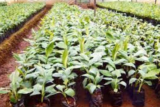 Illegal, unauthorised nurseries  mushrooming in Bardez: NGO