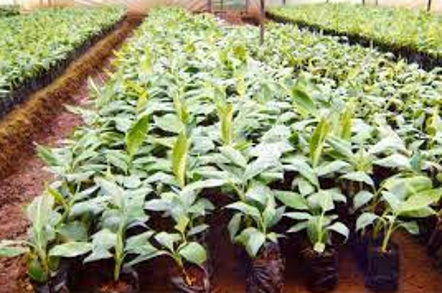 Illegal, unauthorised nurseries mushrooming in Bardez: NGO 1 Illegal, unauthorised nurseries mushrooming in Bardez: NGO