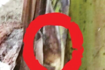 Image of Jesus on banana tree sparks excitement