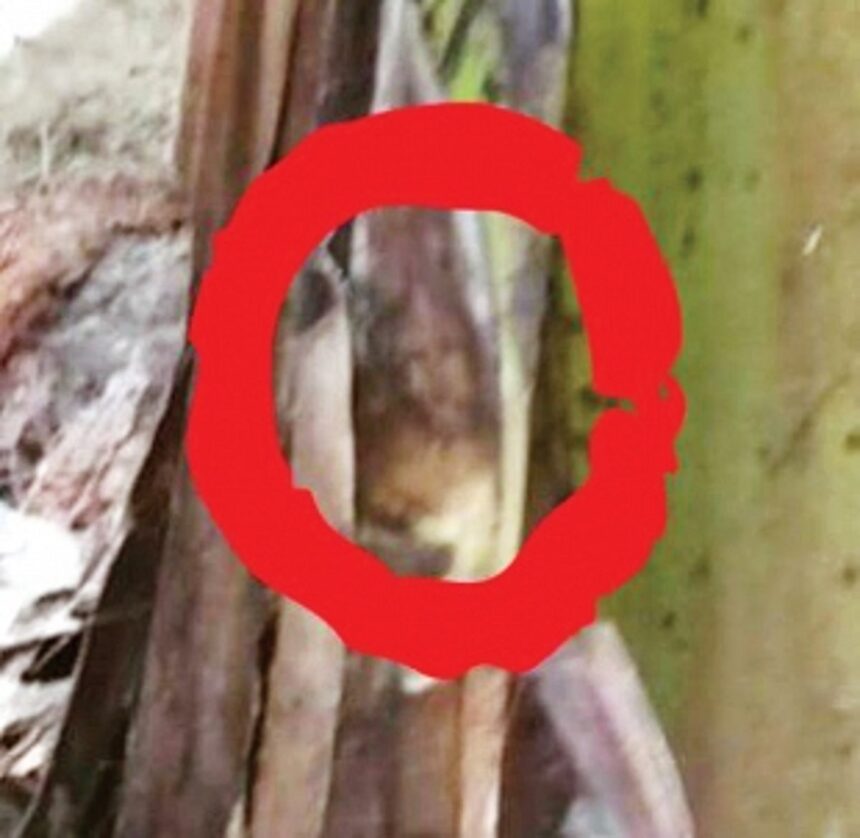 Image of Jesus on banana tree sparks excitement