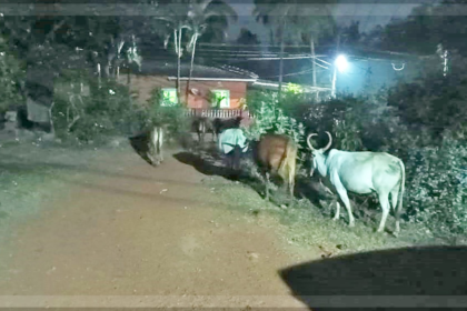 Impound stray cattle at Sodiem-Siolim