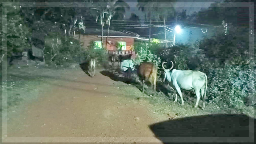 Impound stray cattle at Sodiem-Siolim 1 Impound stray cattle at Sodiem-Siolim