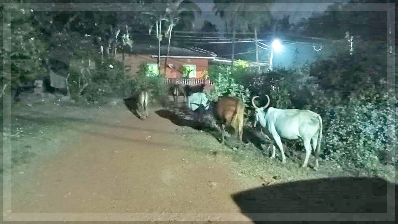 Impound stray cattle at Sodiem-Siolim