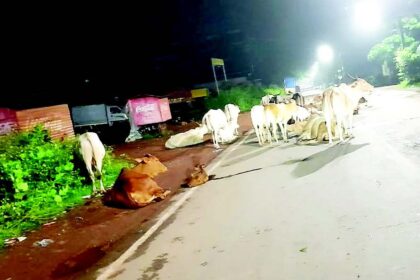 Impound stray cattle on Mapusa road
