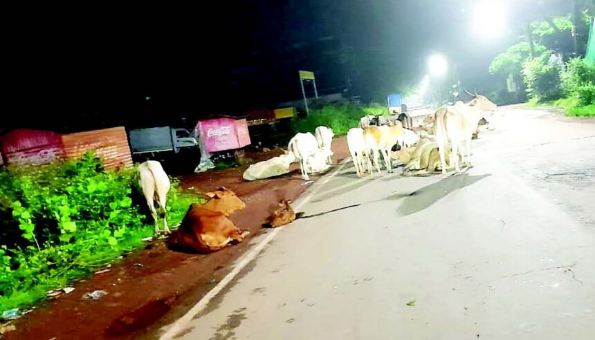 Impound stray cattle on Mapusa road