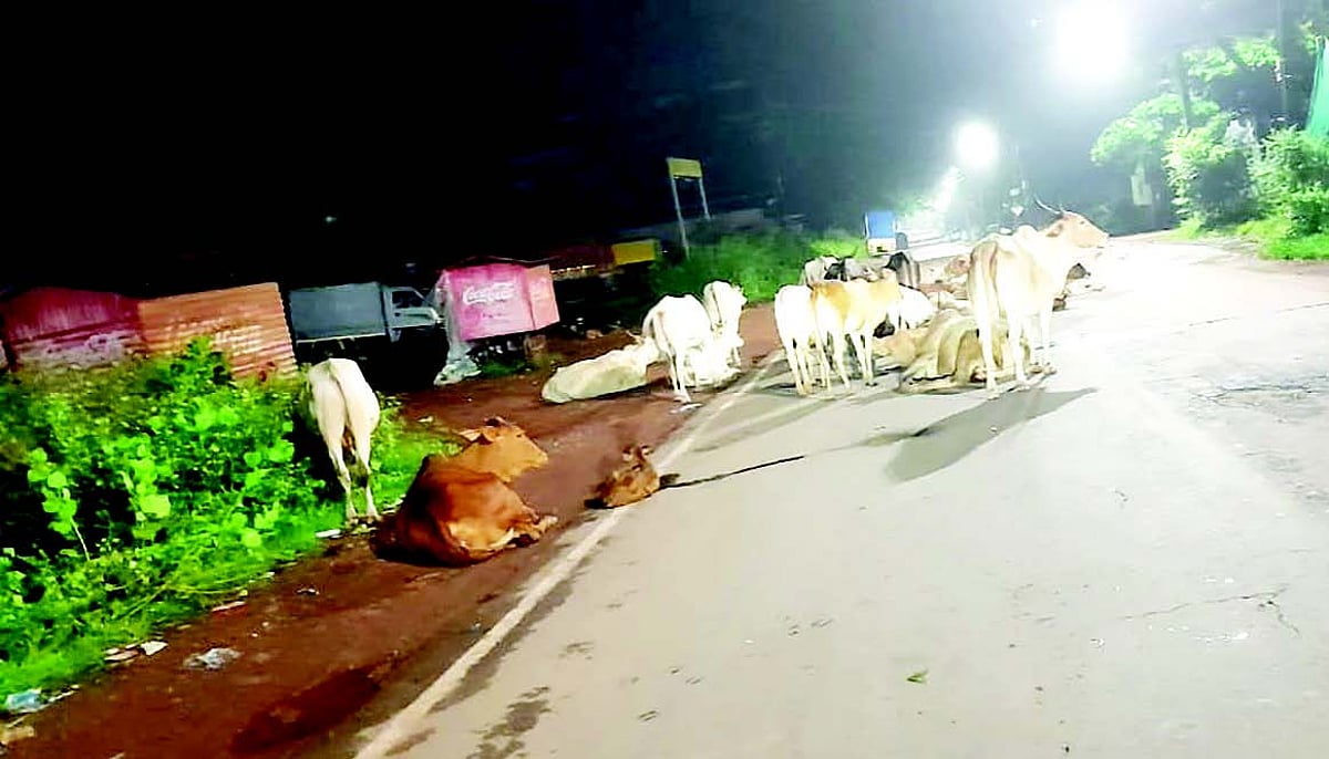 Impound stray cattle on Mapusa road