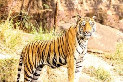 In 5 months, tigers spotted  25 times at Mhadei, Mollem