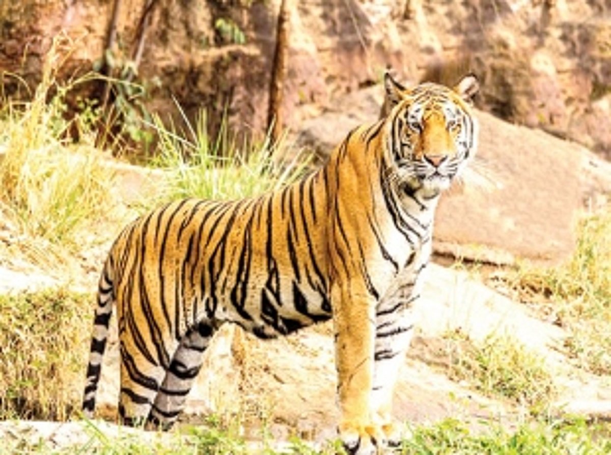 In 5 months, tigers spotted  25 times at Mhadei, Mollem