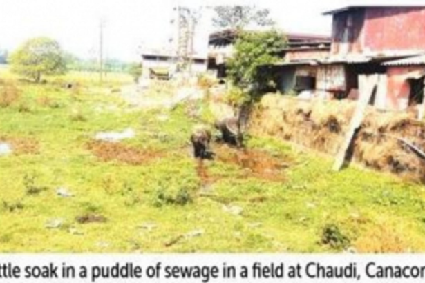In growing tourism hotspot Canacona, effluents from hotels, market disposed of in the open